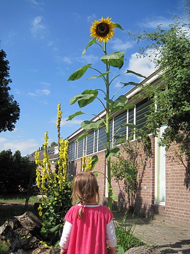 zonnebloem zonnebloem